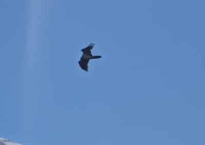 Vistas del Valle de Ordesa desde el Mirador del Quebrantahuesos